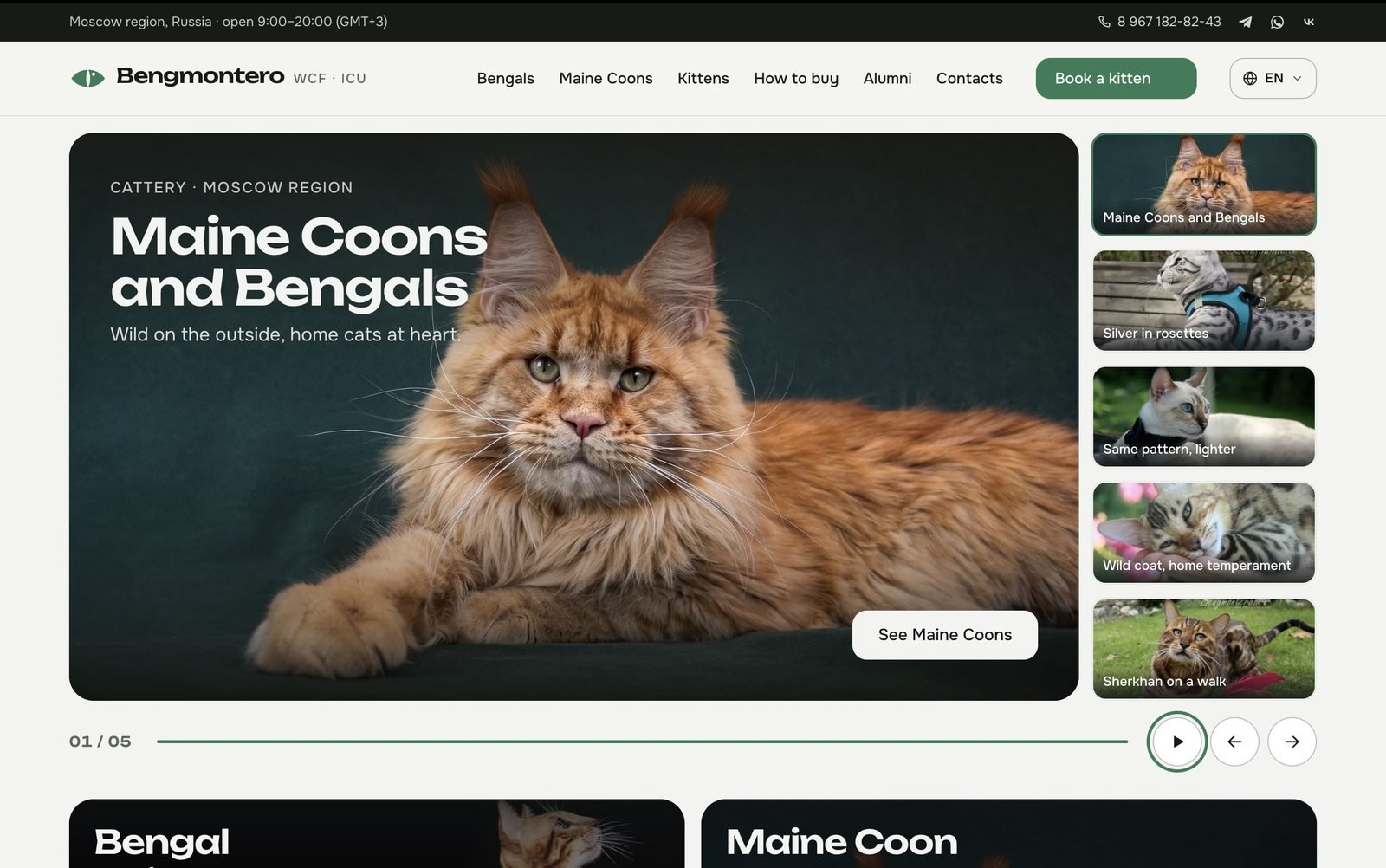 Bengmontero — cattery website for Bengal and Maine Coon cats